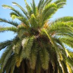 green bird in the palm tree