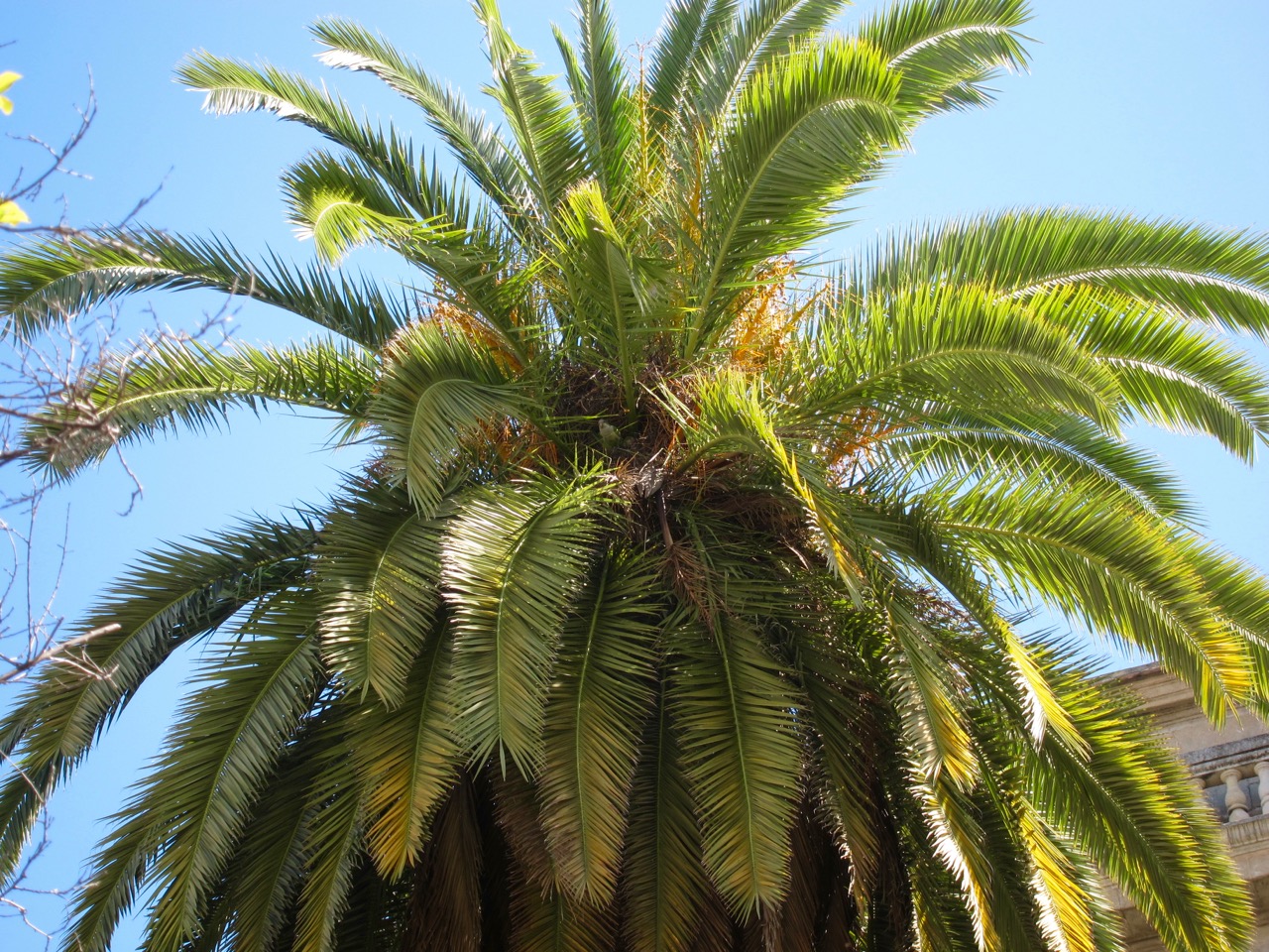 green bird in the palm tree