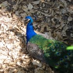 peacock inside the Reales Alcázars (Sevilla)