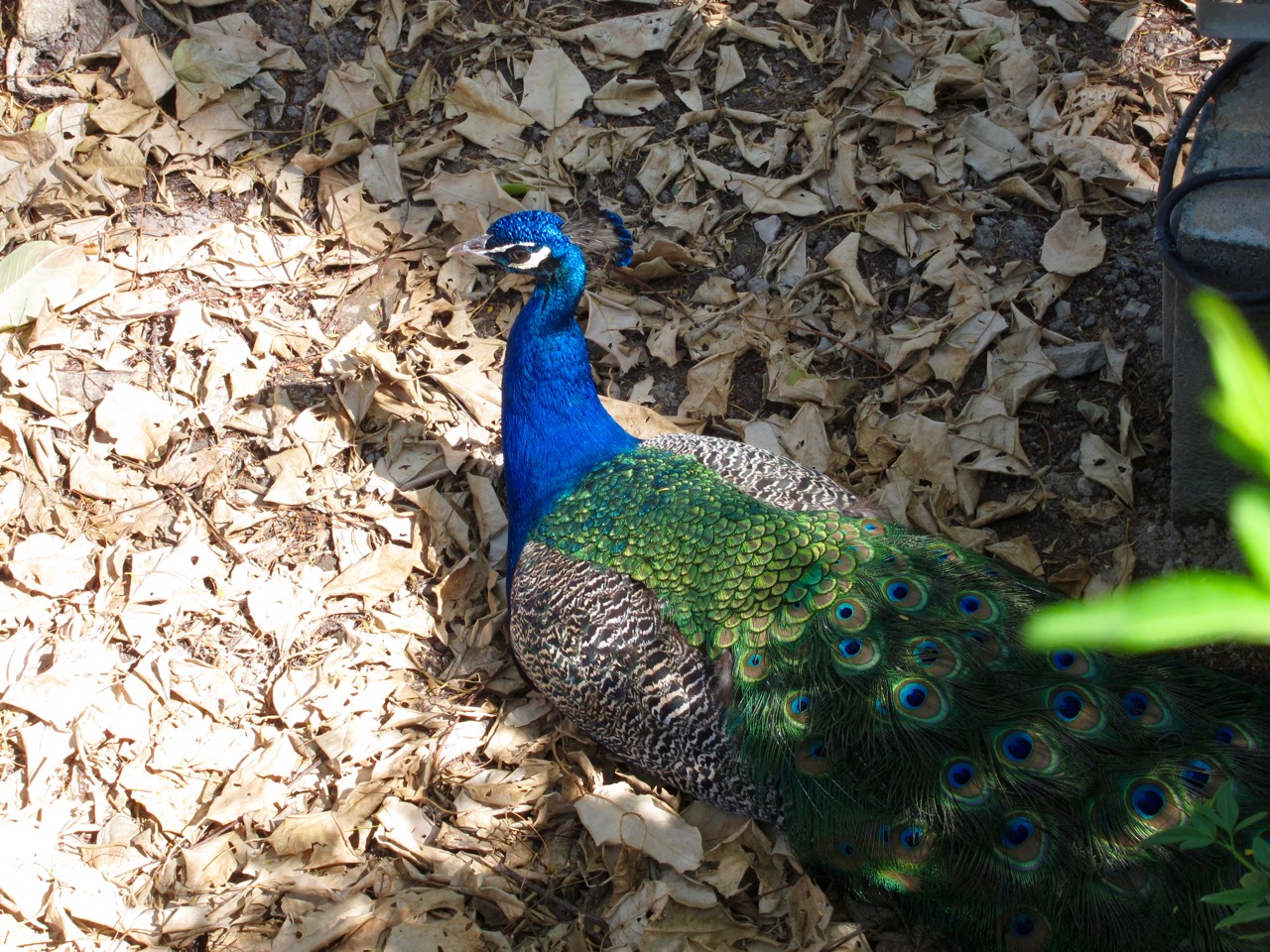 peacock inside the Reales Alcázars (Sevilla)