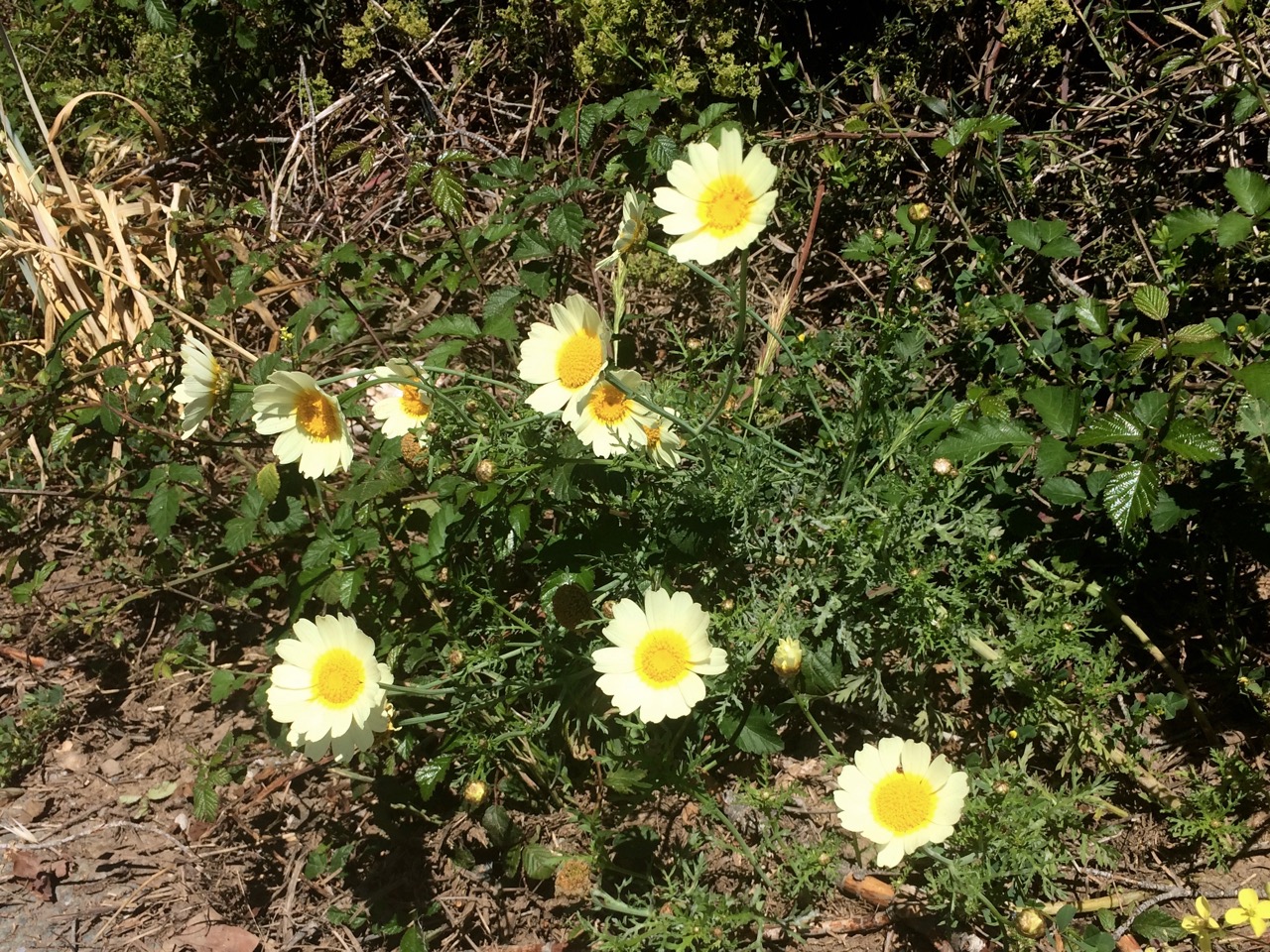 Flowers Along the Road