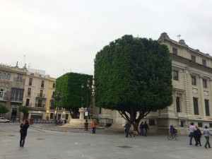 Uncanny Box Trees of Sevilla