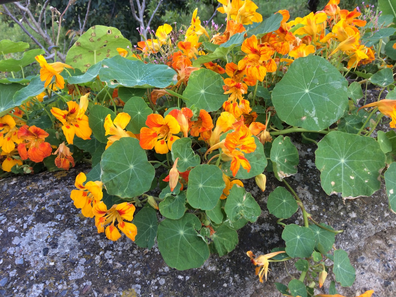 Flowers (Jimena de la Frontera)