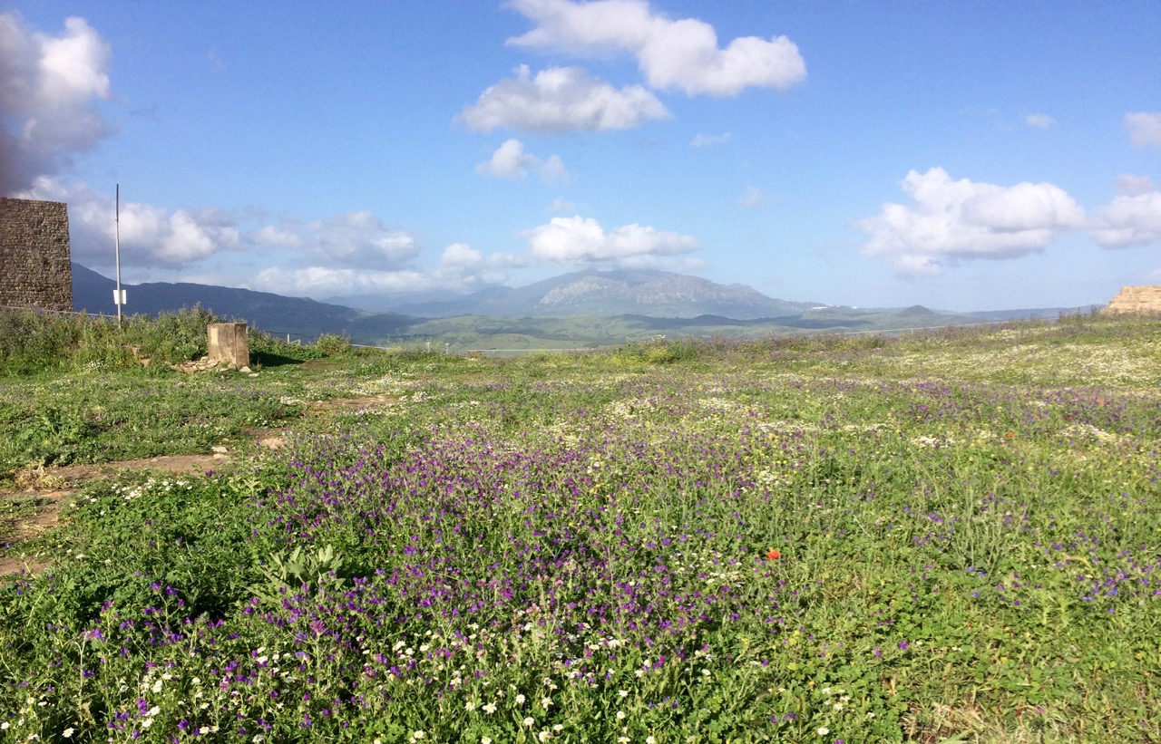 Wildflowers