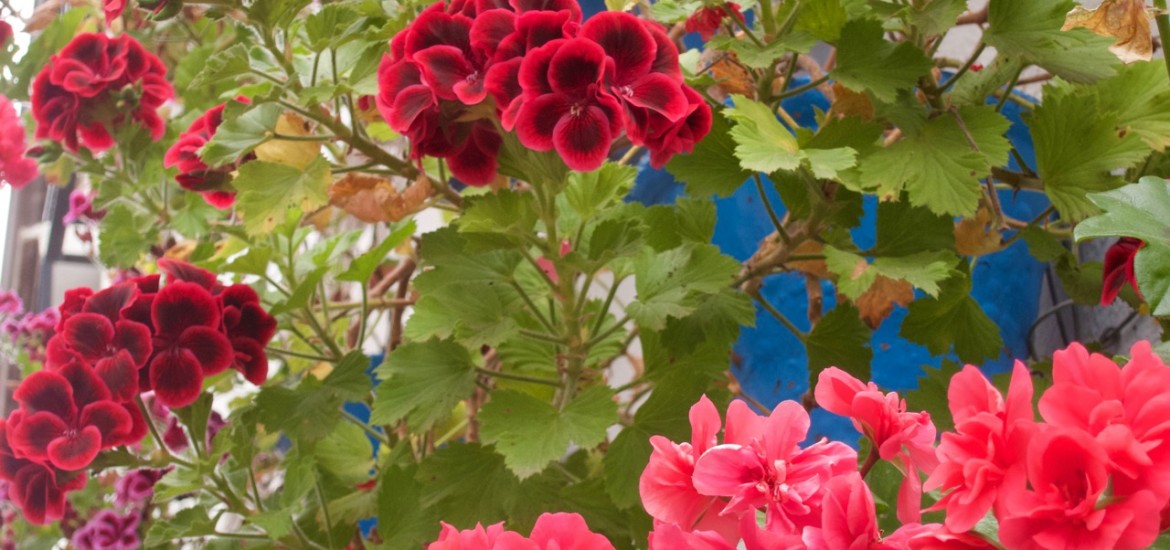 Flowers in Córdoba