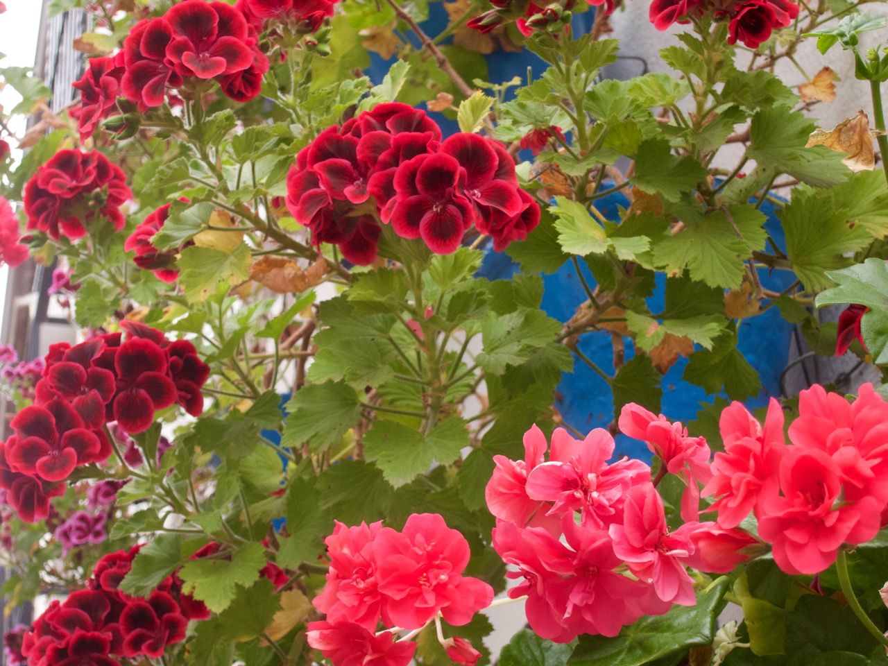 Flowers in Córdoba