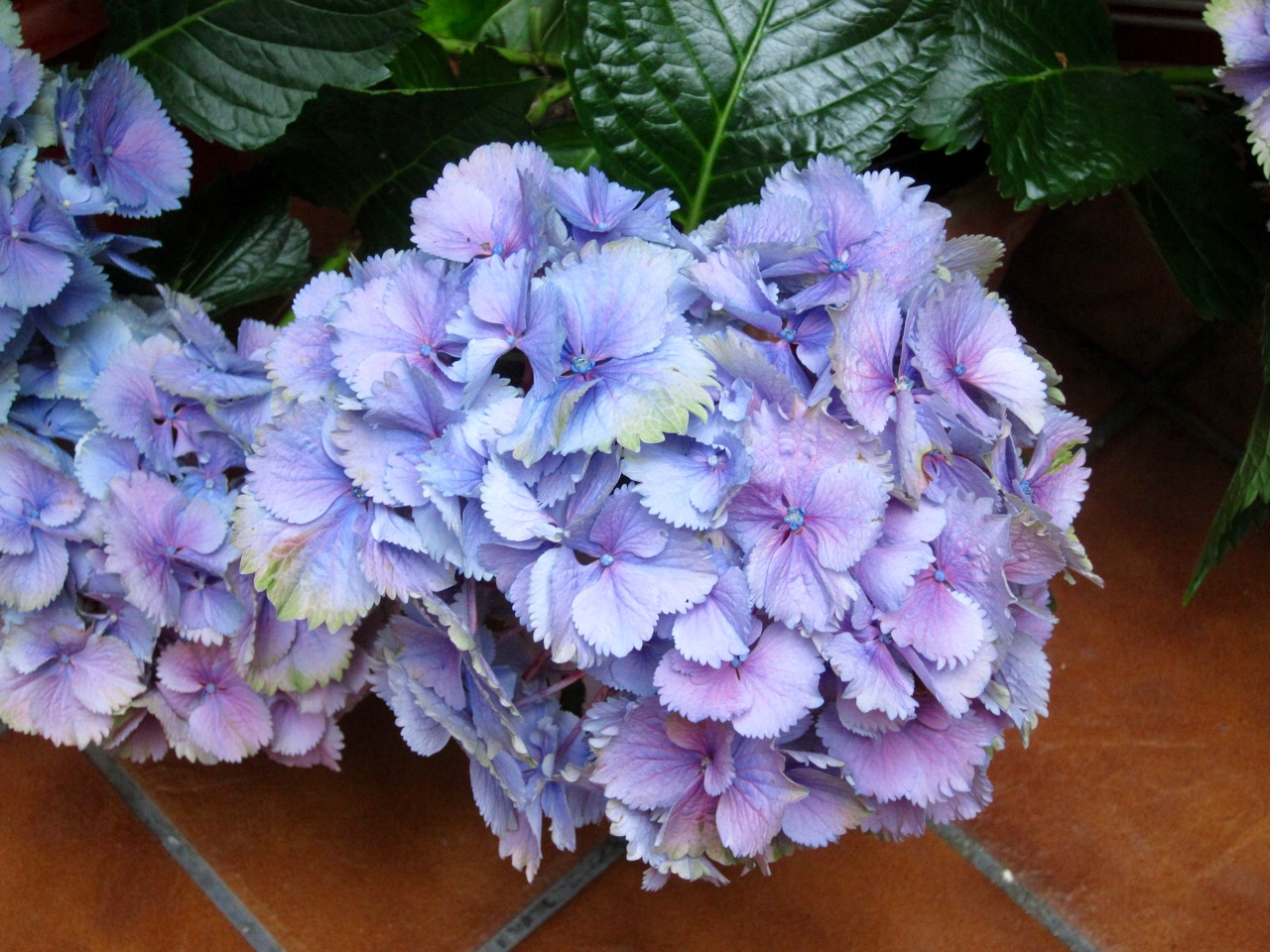 Hydrangea in Córdoba Patio