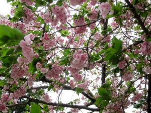 Ronda Cherry Blossoms