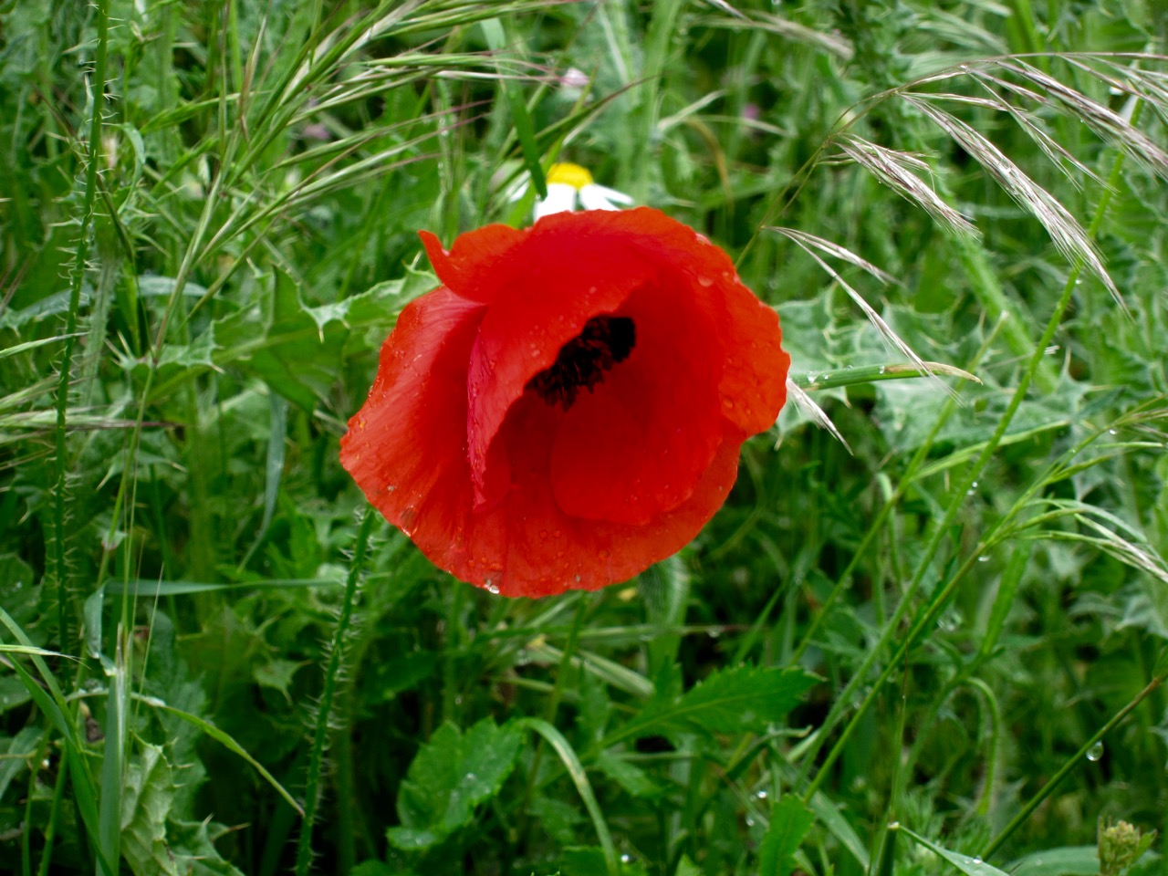 Poppy Outside the Wall