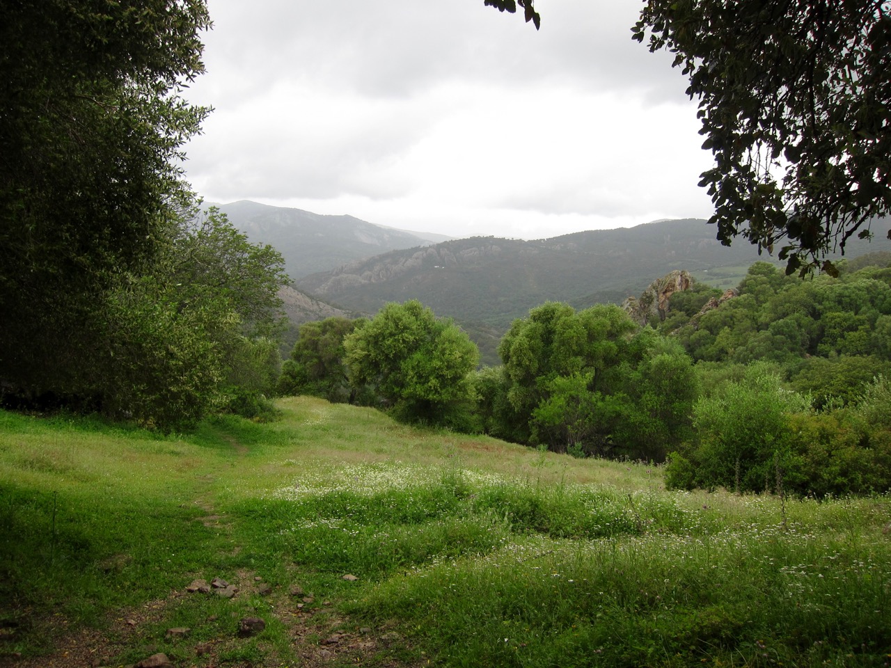 Tattered Olive Grove