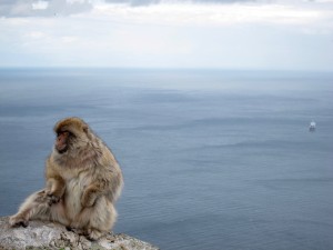 Macaque Chilling (Ape's Den)