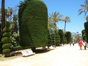 Fanciful Trees in Parque Genovés