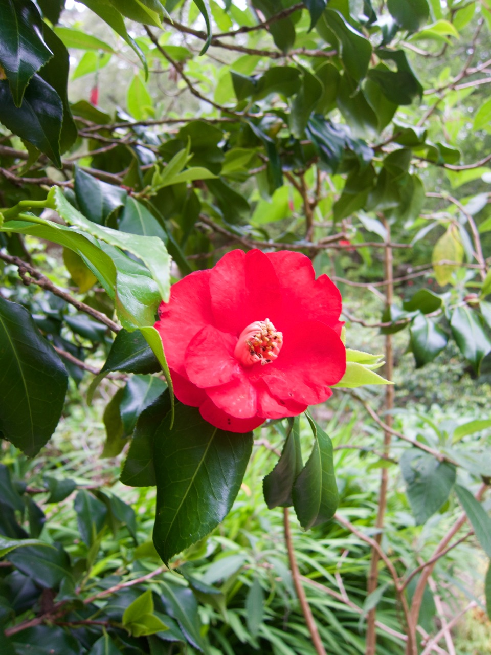 Camellia