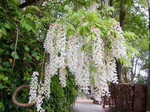 Flowers and Vines