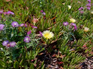 Wildflowers at Cabo da Roca